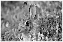 Cottontail rabbit. Wind Cave National Park ( black and white)