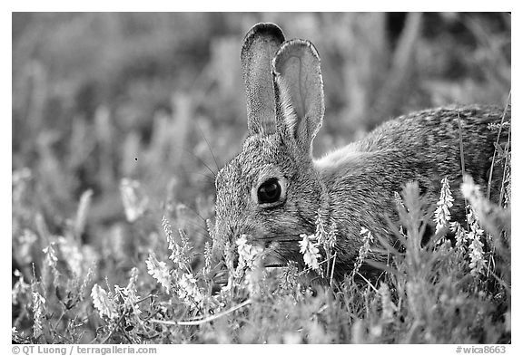 Rabbit and wildflowers. Wind Cave National Park (black and white)