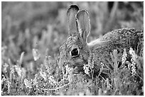 Rabbit and wildflowers. Wind Cave National Park, South Dakota, USA. (black and white)