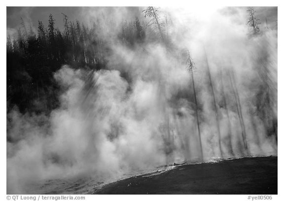 Trees shadowed in thermal steam, Upper geyser basin. Yellowstone National Park (black and white)
