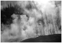 Trees shadowed in thermal steam, Upper geyser basin. Yellowstone National Park ( black and white)