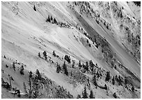 Trees and colorful mineral deposits, Grand Canyon of Yellowstone. Yellowstone National Park ( black and white)