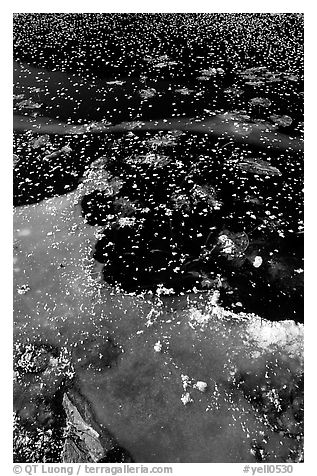 Ice on a small lake. Yellowstone National Park (black and white)