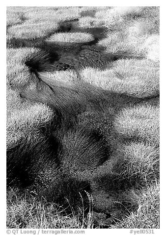 Grasses and stream. Yellowstone National Park (black and white)