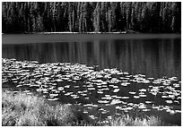 Lilies on a small lake. Yellowstone National Park, Wyoming, USA. (black and white)
