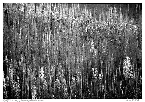 Bare trees on hill. Yellowstone National Park (black and white)