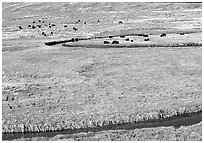 Yellowstone River, meadow, and bisons in Heyden Valley. Yellowstone National Park, Wyoming, USA. (black and white)