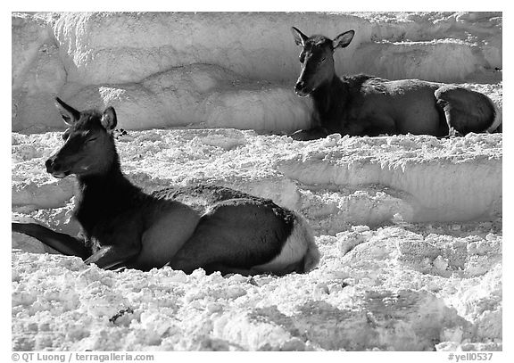 Female Elk on travertine terraces at Mammoth Hot Springs. Yellowstone National Park (black and white)