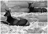 Female Elk on travertine terraces at Mammoth Hot Springs. Yellowstone National Park, Wyoming, USA. (black and white)