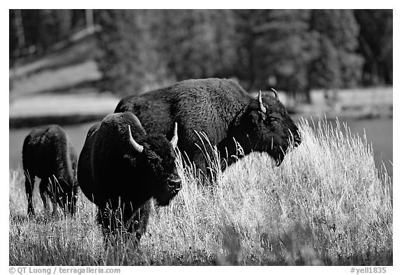 Group of buffaloes. Yellowstone National Park (black and white)