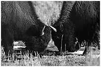 Two buffaloes head to head. Yellowstone National Park, Wyoming, USA. (black and white)