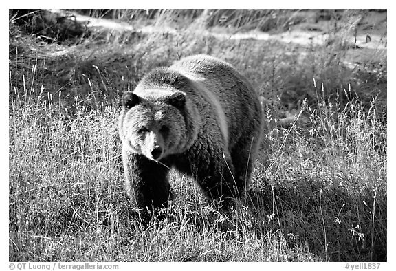Grizzly bear. Yellowstone National Park, Wyoming, USA.