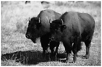 Two bisons. Yellowstone National Park, Wyoming, USA. (black and white)