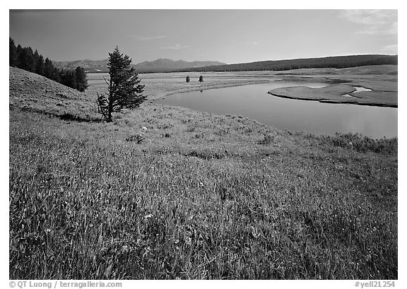 Meadow and bend of the Yellowstone River, Hayden Valley. Yellowstone National Park (black and white)