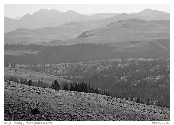 Absaroka Range from Dunraven Pass, early morning. Yellowstone National Park (black and white)