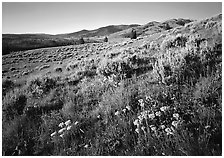 Flowers on slope below  Mt Washburn, sunrise. Yellowstone National Park ( black and white)