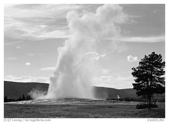 Old Faithful Geyser, afternoon. Yellowstone National Park (black and white)