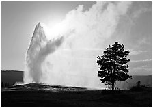 Old Faithful Geyser and tree backlit in afternoon. Yellowstone National Park, Wyoming, USA. (black and white)