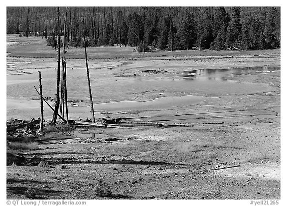 Dead trees and turquoise pond in Norris Geyser Basin. Yellowstone National Park (black and white)