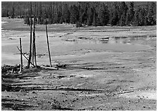 Dead trees and turquoise pond in Norris Geyser Basin. Yellowstone National Park ( black and white)