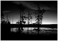Trees near Fountain Paint Pot at sunset. Yellowstone National Park, Wyoming, USA. (black and white)