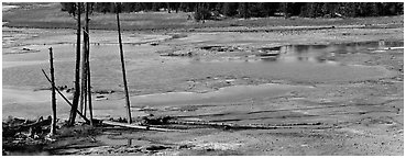 Thermal pond and dead trees. Yellowstone National Park (Panoramic black and white)