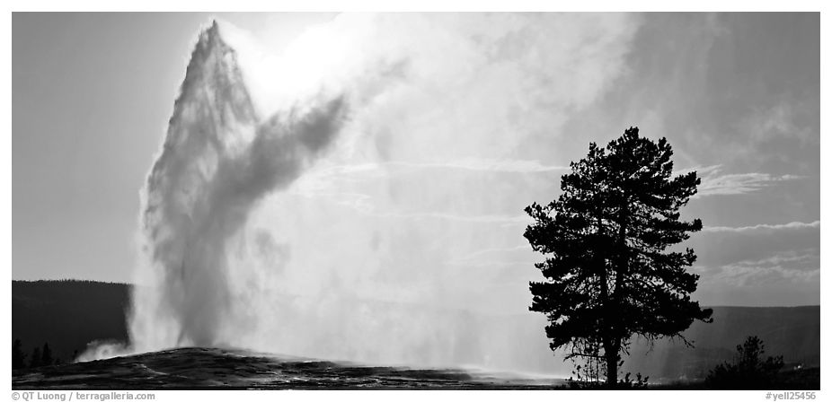 Old Faithful geyser and tree. Yellowstone National Park (black and white)