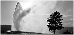 Old Faithful geyser and tree. Yellowstone National Park (Panoramic black and white)