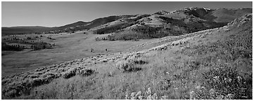 Mountain slopes with wildflowers. Yellowstone National Park (Panoramic black and white)