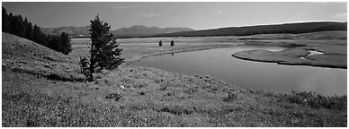 River and verdant meadows. Yellowstone National Park (Panoramic black and white)
