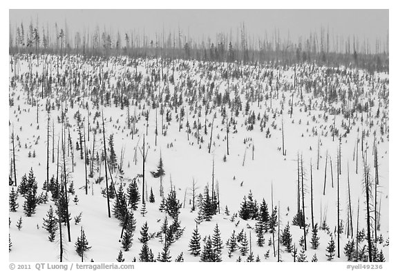 Lewis Canyon slopes with burned forest, winter. Yellowstone National Park (black and white)