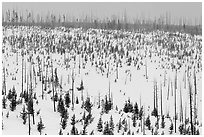 Lewis Canyon slopes with burned forest, winter. Yellowstone National Park ( black and white)