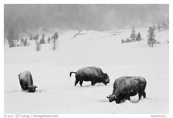 Snow-covered bison in winter. Yellowstone National Park (black and white)