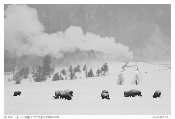 Bison and Lion Geyser in winter. Yellowstone National Park, Wyoming, USA.