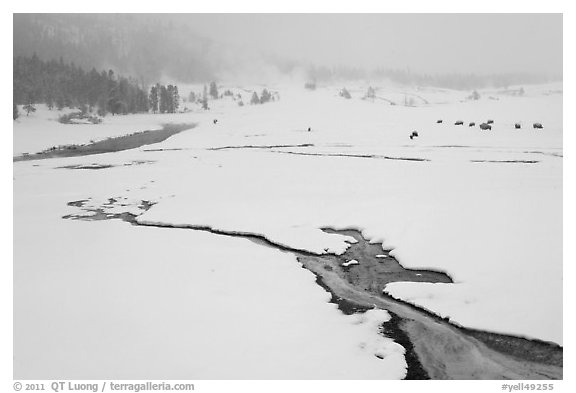 Winter landscape with thermal run-off. Yellowstone National Park, Wyoming, USA.