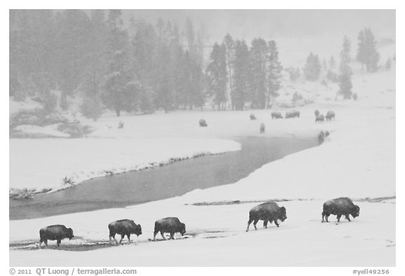 Bison moving in single file next to Firehole river, winter. Yellowstone National Park (black and white)