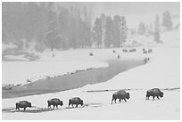 Bison moving in single file next to Firehole river, winter. Yellowstone National Park, Wyoming, USA. (black and white)
