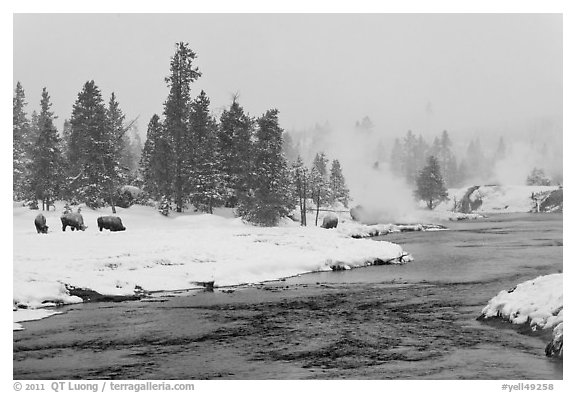 Firehole river and bison in winter. Yellowstone National Park, Wyoming, USA.