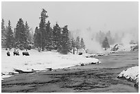 Firehole river and bison in winter. Yellowstone National Park ( black and white)