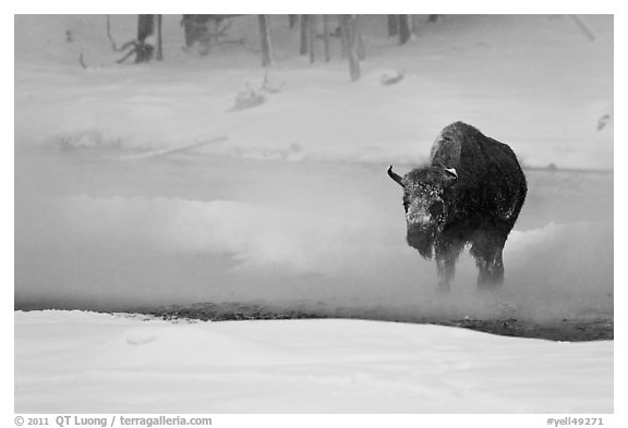Bison crossing Firehole River in winter. Yellowstone National Park (black and white)