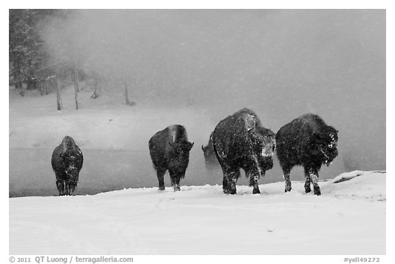 Group of buffaloes crossing river in winter. Yellowstone National Park (black and white)