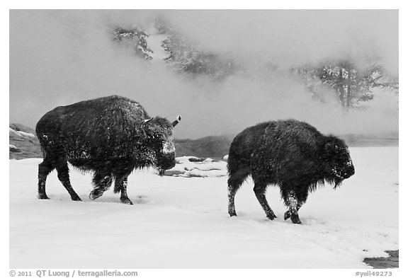 Two American bisons in winter. Yellowstone National Park, Wyoming, USA.