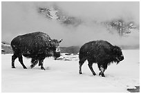 Two American bisons in winter. Yellowstone National Park, Wyoming, USA. (black and white)