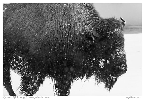 Close view of american buffalo in winter. Yellowstone National Park, Wyoming, USA.