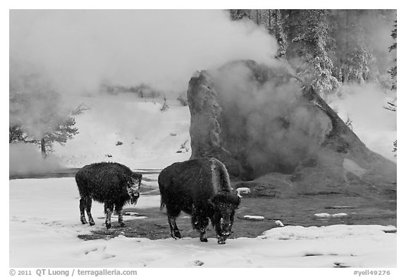Bisons and geyser cone, winter. Yellowstone National Park (black and white)