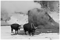 Bisons and geyser cone, winter. Yellowstone National Park, Wyoming, USA. (black and white)
