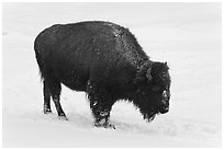 American bison in winter. Yellowstone National Park, Wyoming, USA. (black and white)