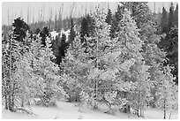 Snow-covered trees. Yellowstone National Park ( black and white)