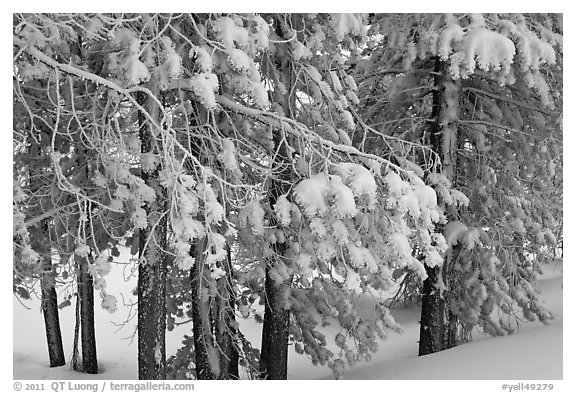 Snow-covered branches. Yellowstone National Park (black and white)