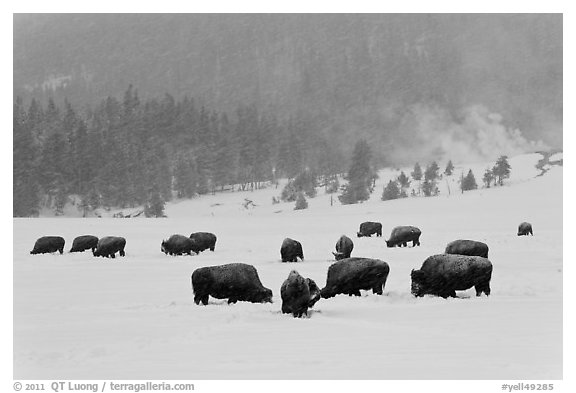 Herd of buffaloes during snow storm. Yellowstone National Park (black and white)